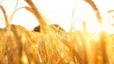 Teaching For Creativity Excerpt